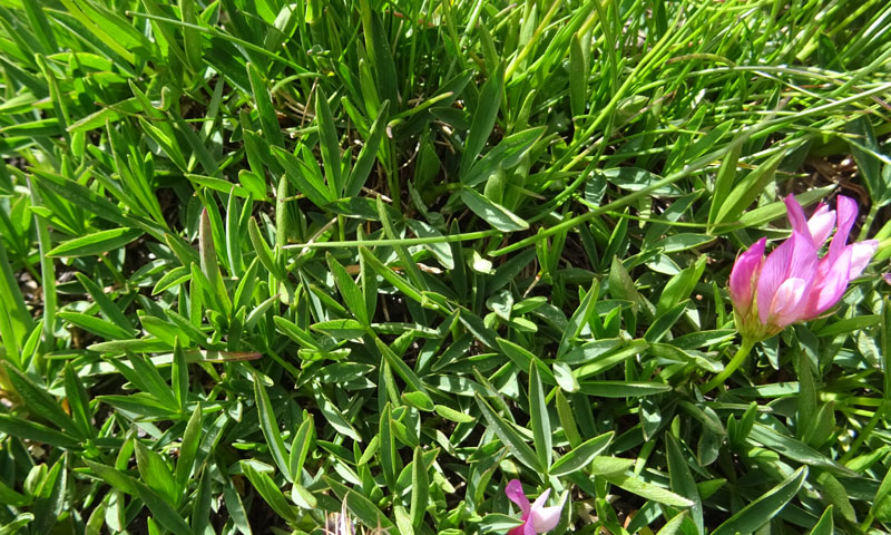 Trifolium alpinum - Fabaceae